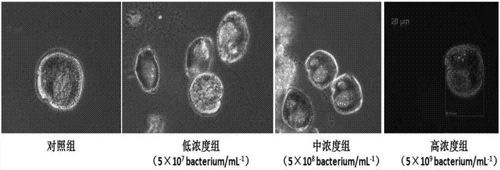 Bacterium for inhibiting growth of Gambierdiscus sp. and application thereof