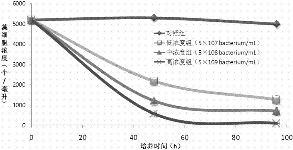 Bacterium for inhibiting growth of Gambierdiscus sp. and application thereof