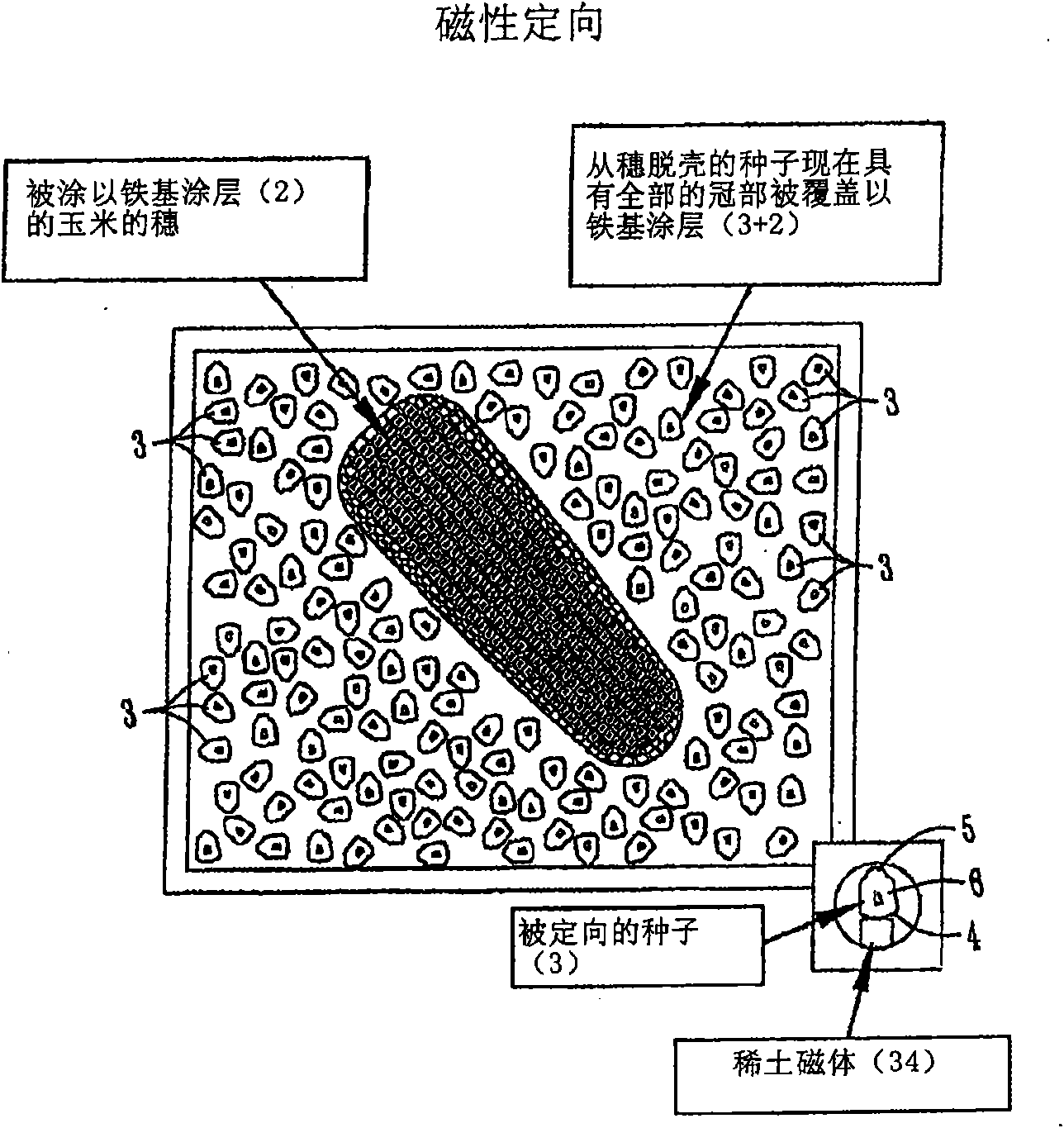 Method and process for orientating, sampling and collecting seed tissues from individual seed