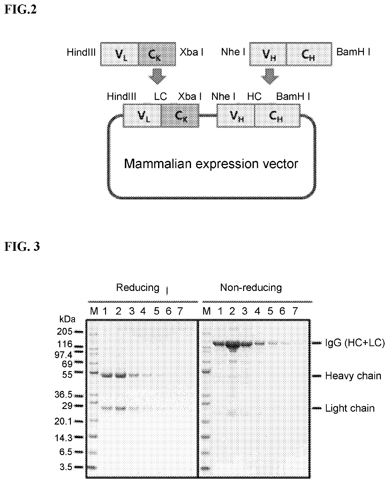 Use of Anti-family with sequence similarity 19, member a5 antibodies for the treatment of neuropathic pain