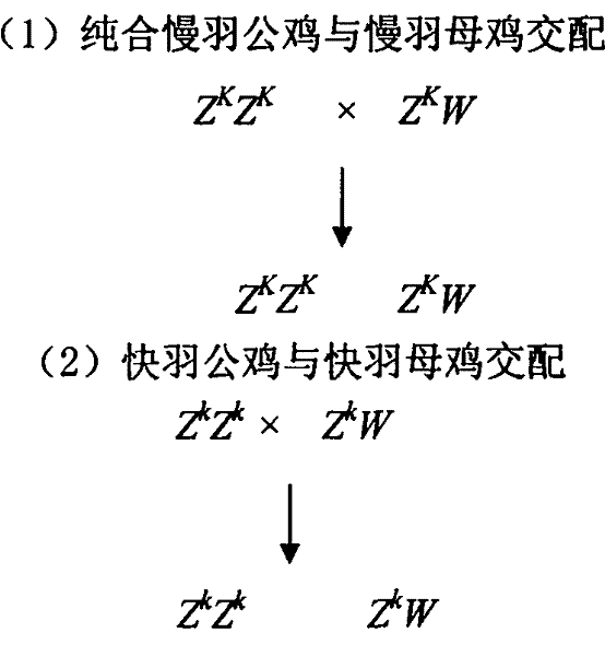 Method for identifying fast and slow feather molecules of chickens