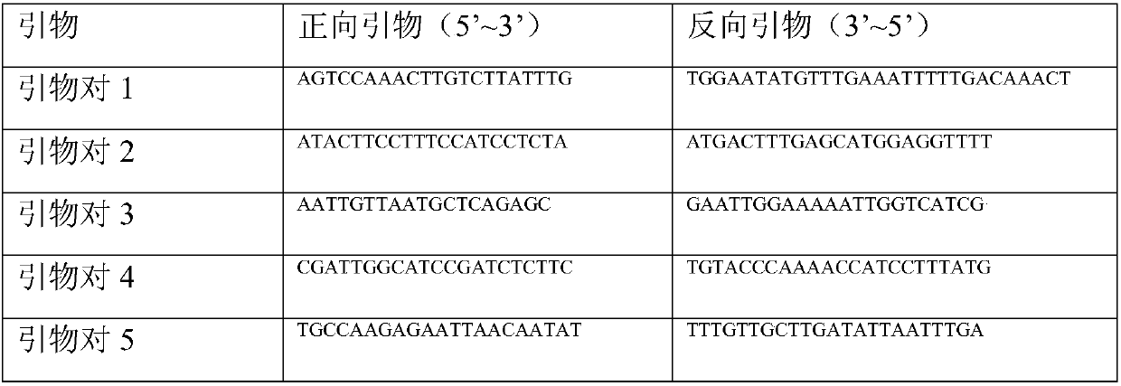 Single nucleotide polymorphism based primer set for hybrid identification of true and false peanuts and identification method thereof