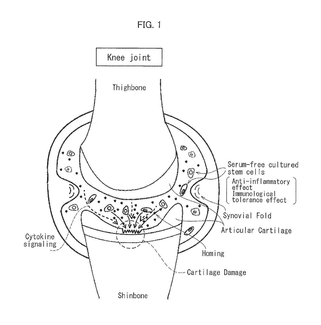 Cartilage-damage treatment agent and method for producing same