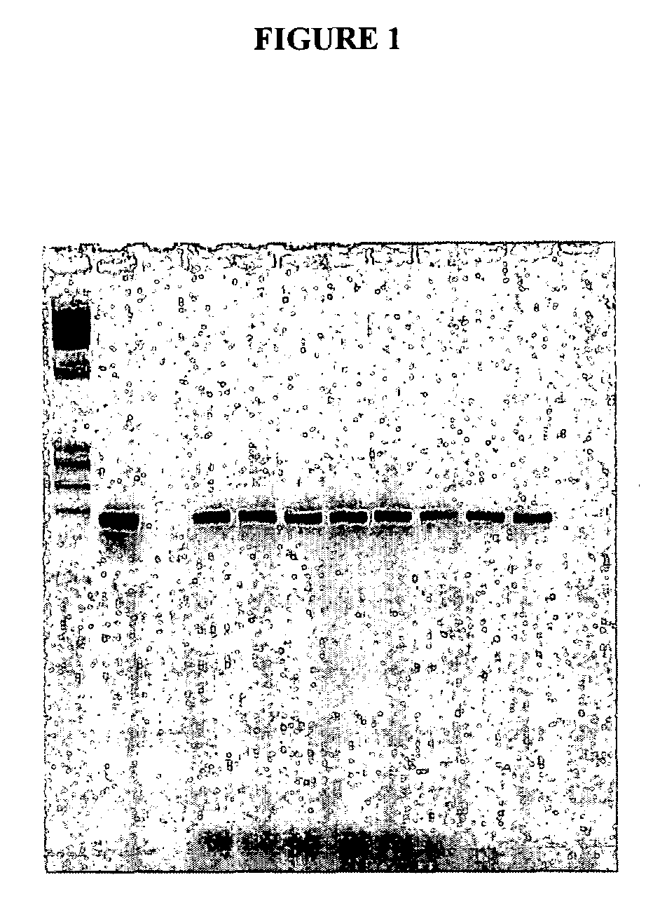 Methods for detecting papillomavirus DNA in blood plasma and serum