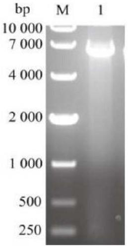 Thermostability modification of a maleate cis-trans isomerase and its application