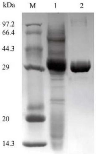 Thermostability modification of a maleate cis-trans isomerase and its application