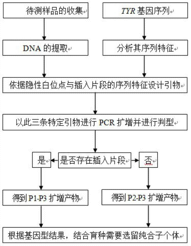 Primer, kit and detection method for detecting recessive white feather locus genotype of chicken