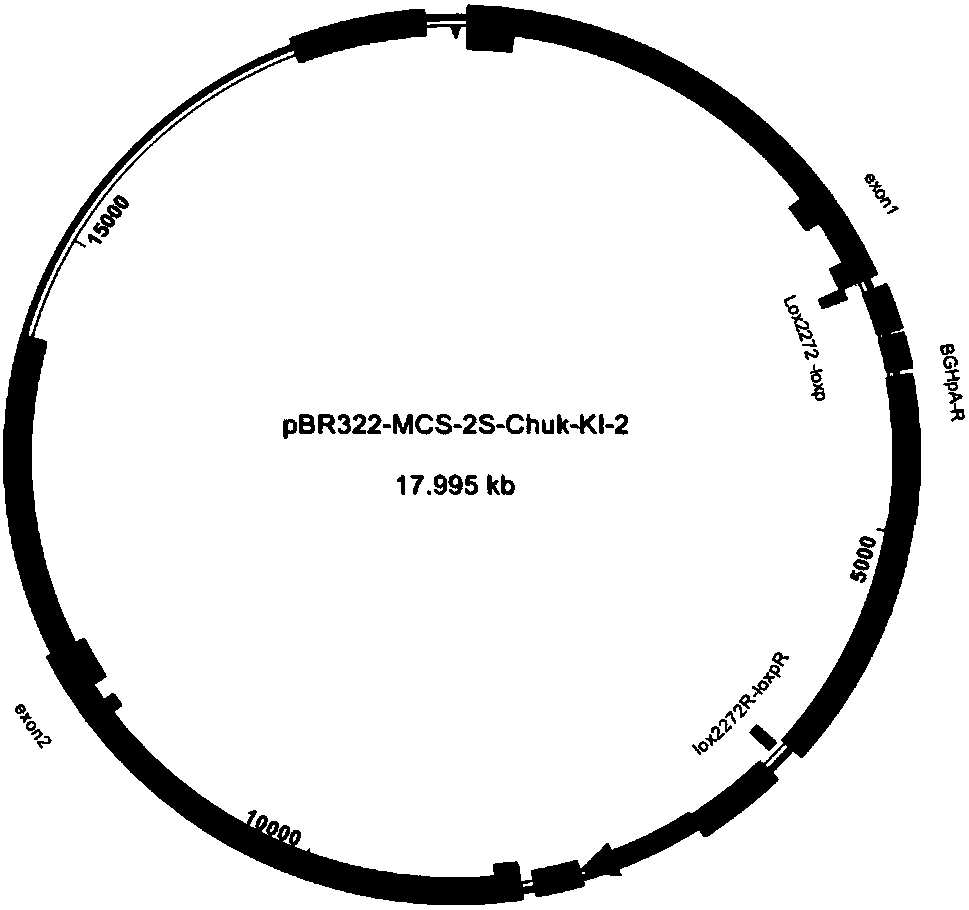 Method for constructing a mouse model for specifically knocking out the ikkα gene in the hippocampus region, as well as targeting vectors and kits