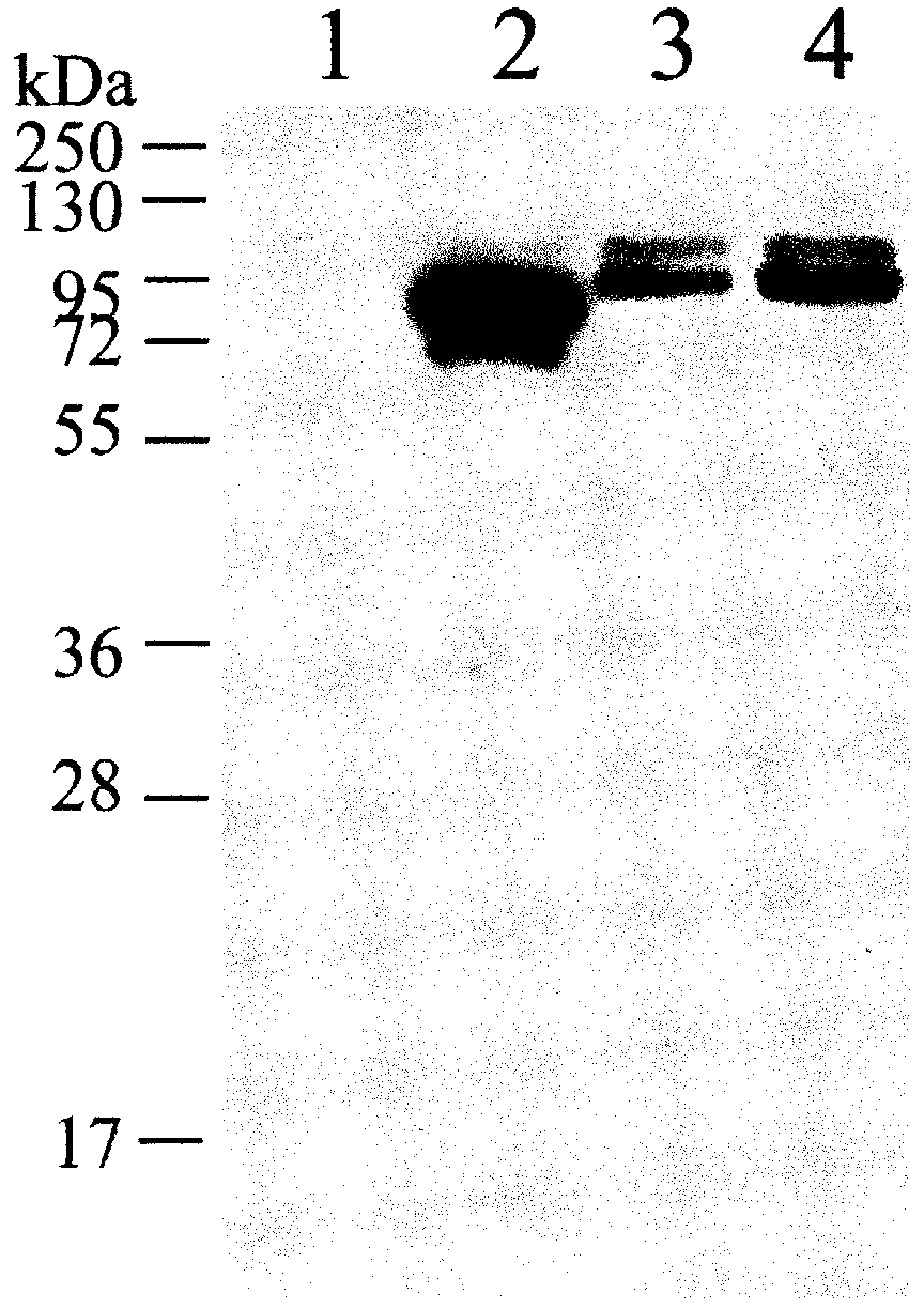 Recombinant factor C from Tachypleus tridentatus expressed by insect cells