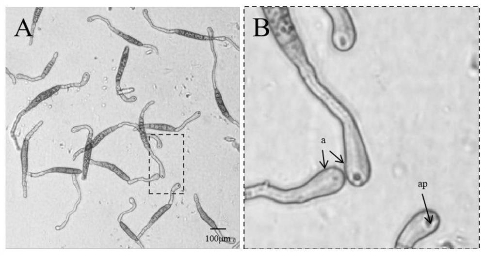 A material for inducing appresses of corn leaf spot fungus and its preparation method and application