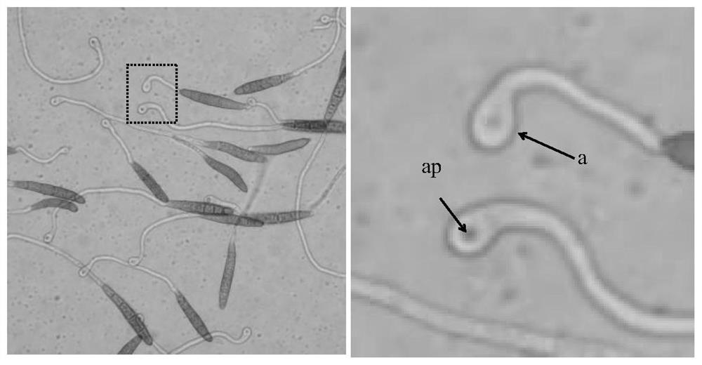 A material for inducing appresses of corn leaf spot fungus and its preparation method and application