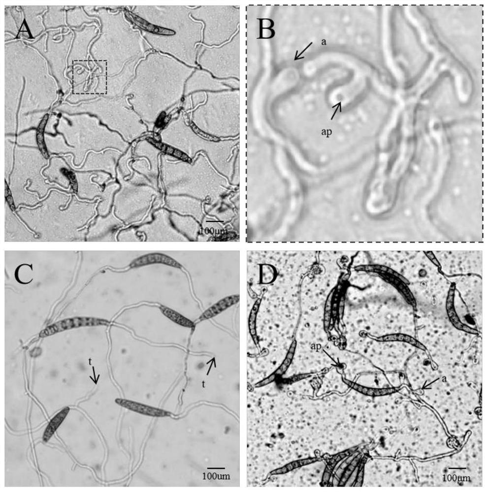 A material for inducing appresses of corn leaf spot fungus and its preparation method and application