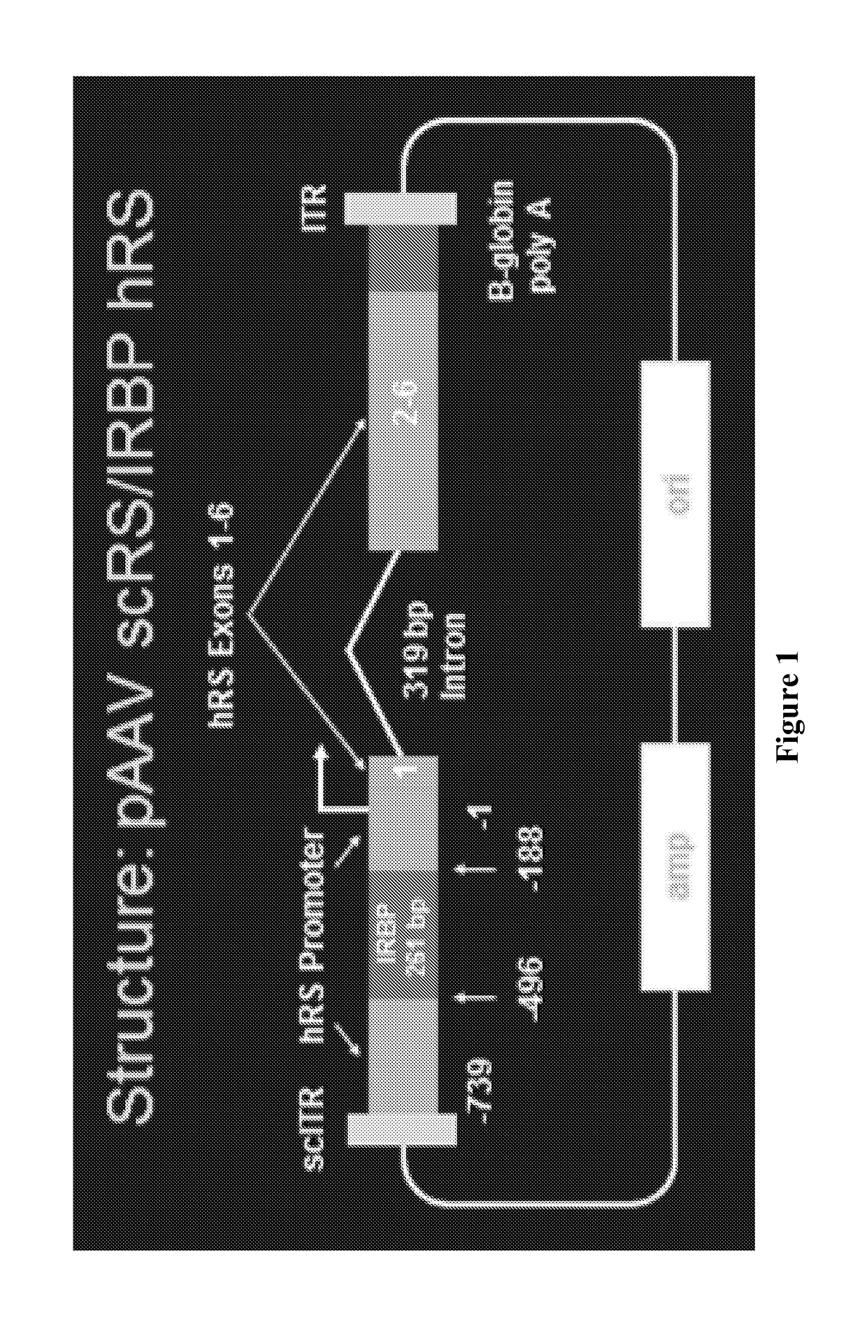 Methods and compositions for treating genetically linked diseases of the eye