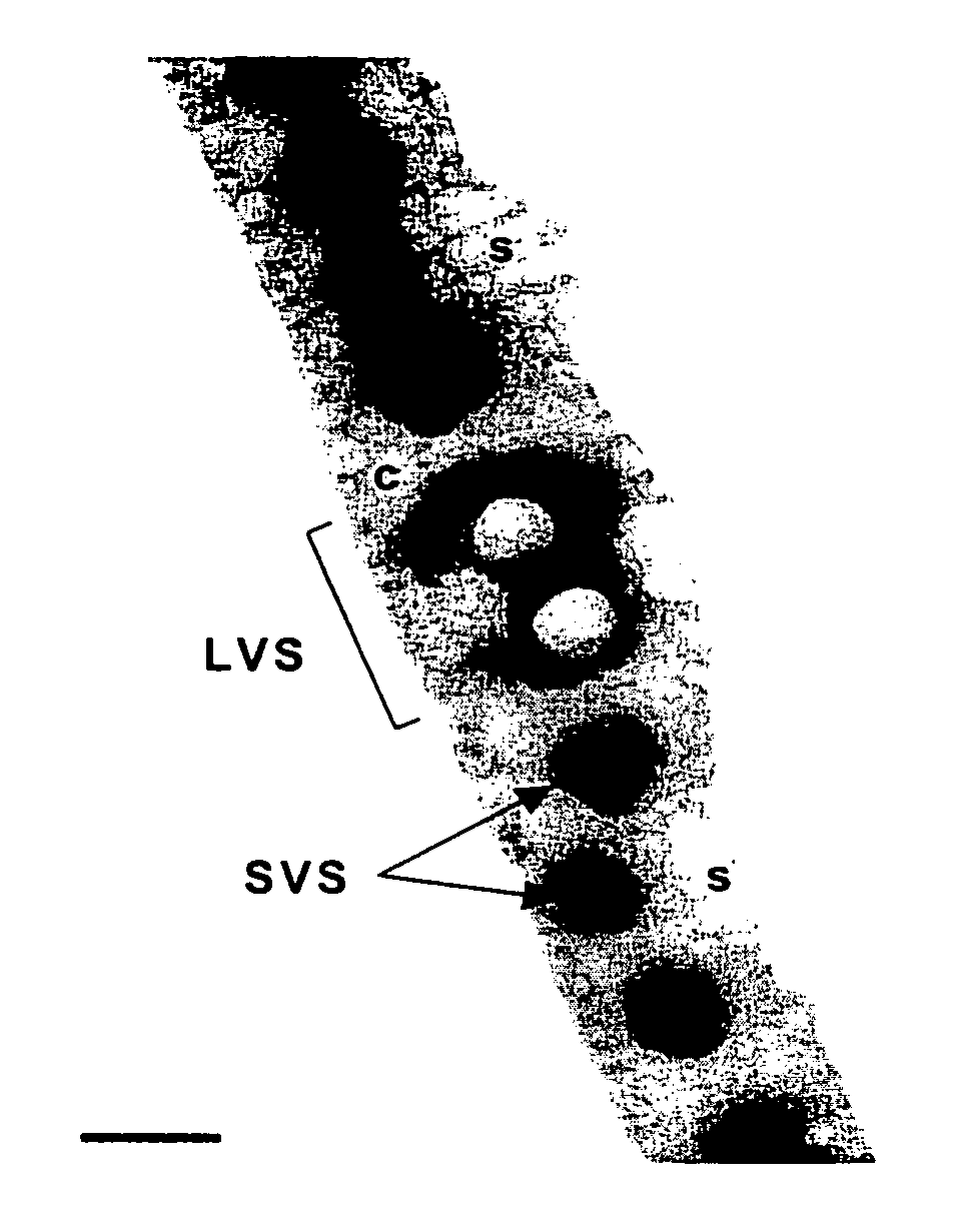 Cytokinin oxidase promoter from maize