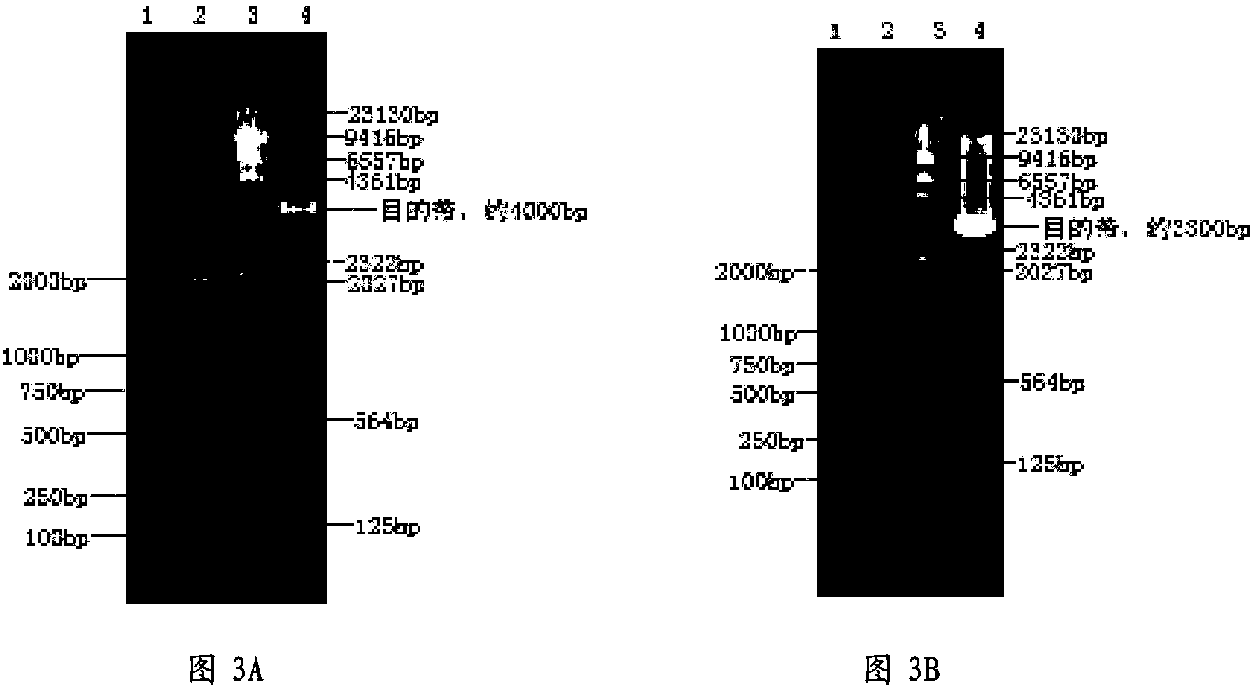 Porcine circovirus type 2 subunit vaccine, and preparation method and application thereof