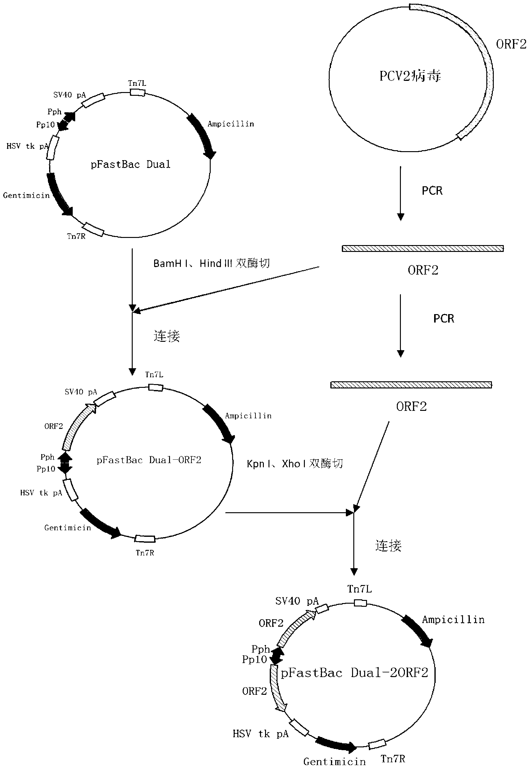 Porcine circovirus type 2 subunit vaccine, and preparation method and application thereof