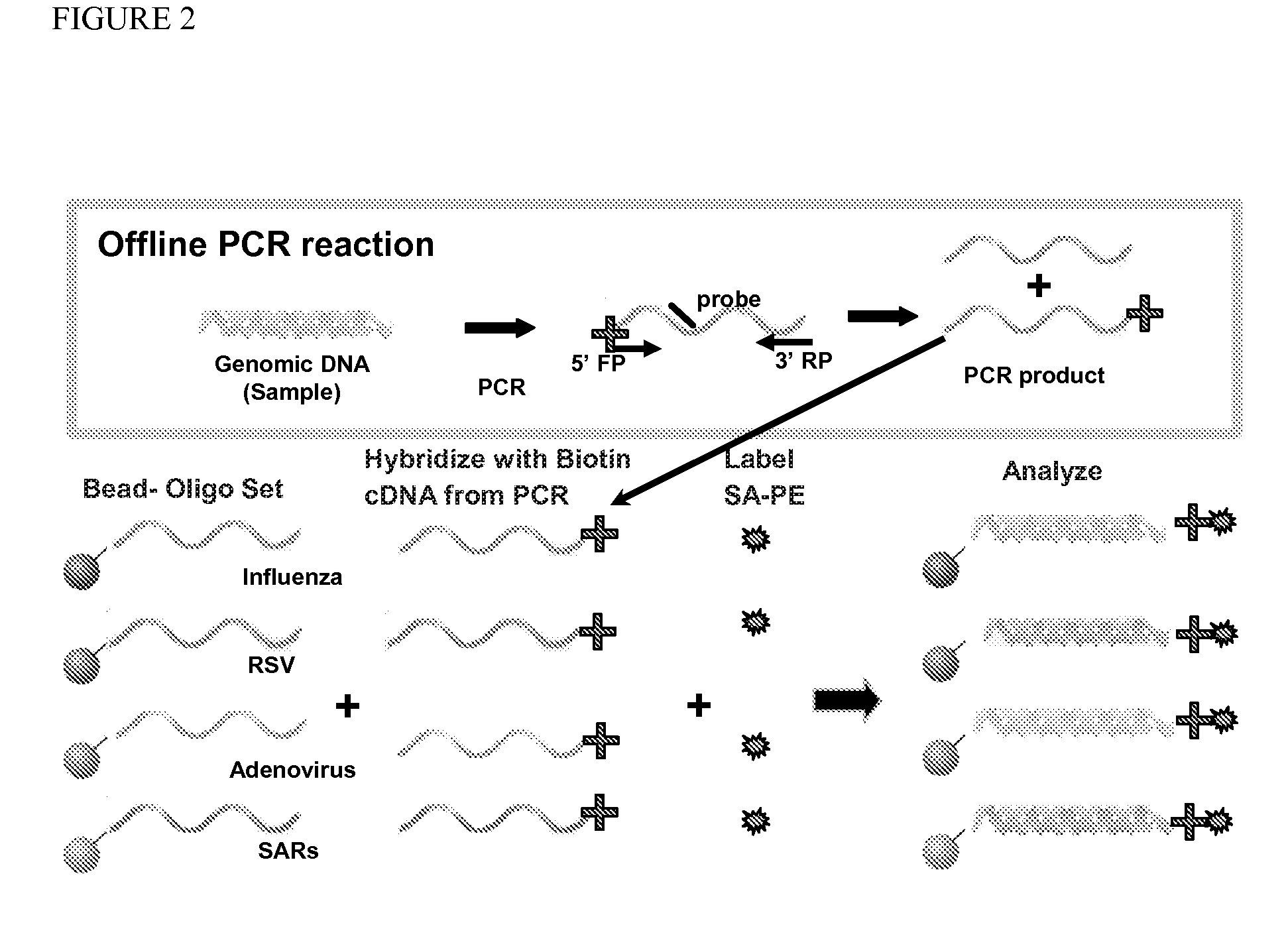 Multiplex detection of respiratory pathogens