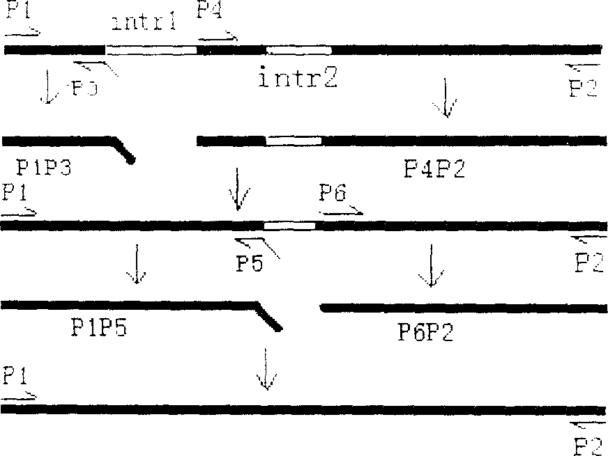 Endo beta-1,3 glucanase gene and process for cloning the same