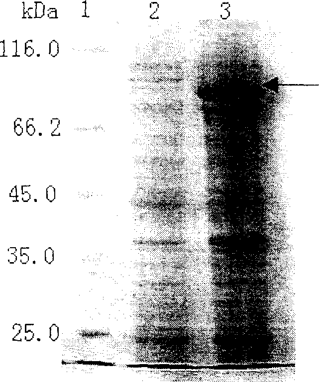 Endo beta-1,3 glucanase gene and process for cloning the same