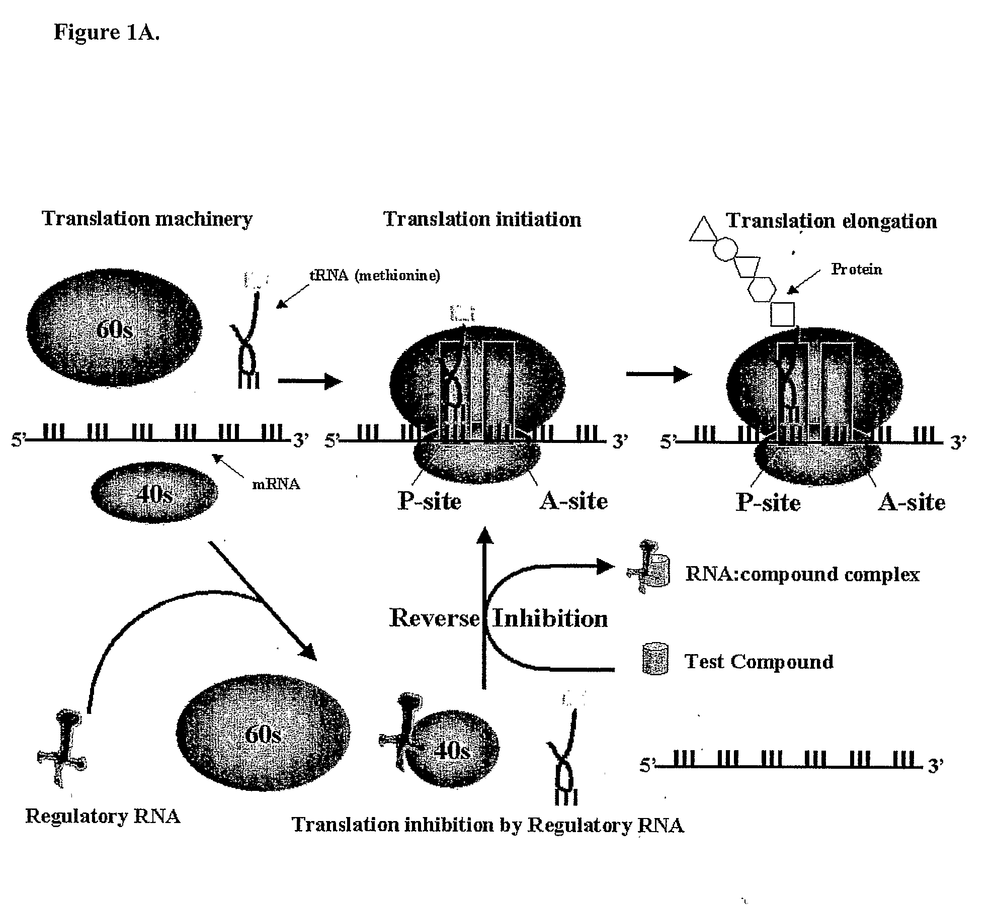 Cell Based Methods And Systems For The Identification Of Rna Regulatory Sequences And Compounds That Modulate Their Functions