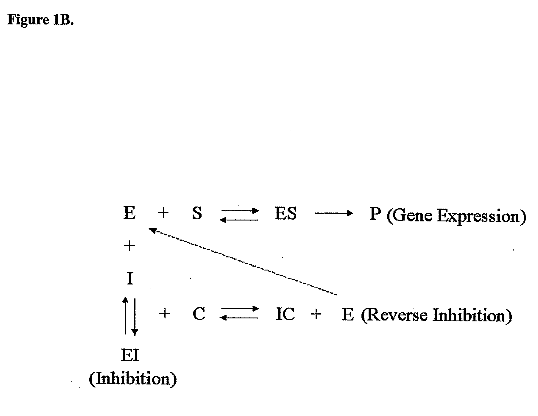 Cell Based Methods And Systems For The Identification Of Rna Regulatory Sequences And Compounds That Modulate Their Functions