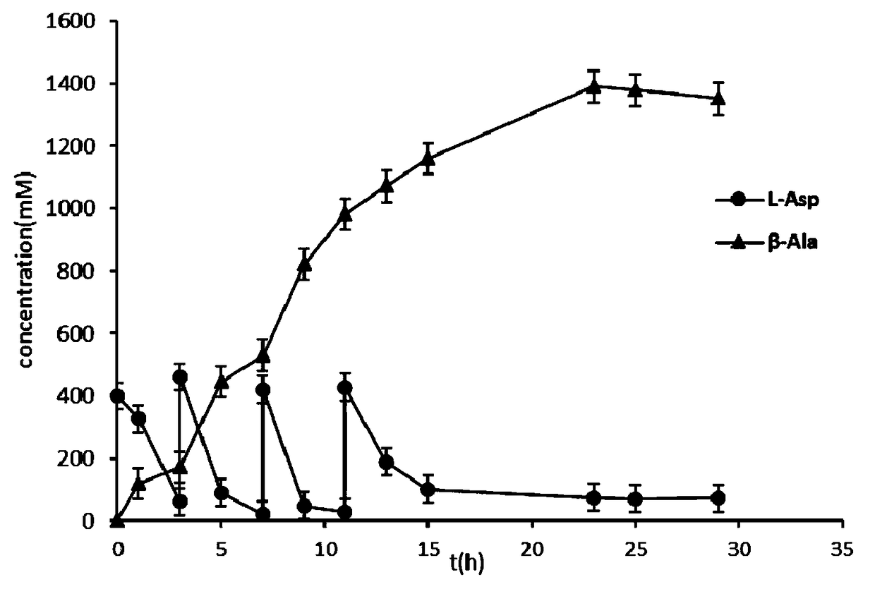 Genetic engineering strain of L-aspartic acid-alpha-decarboxylase and application