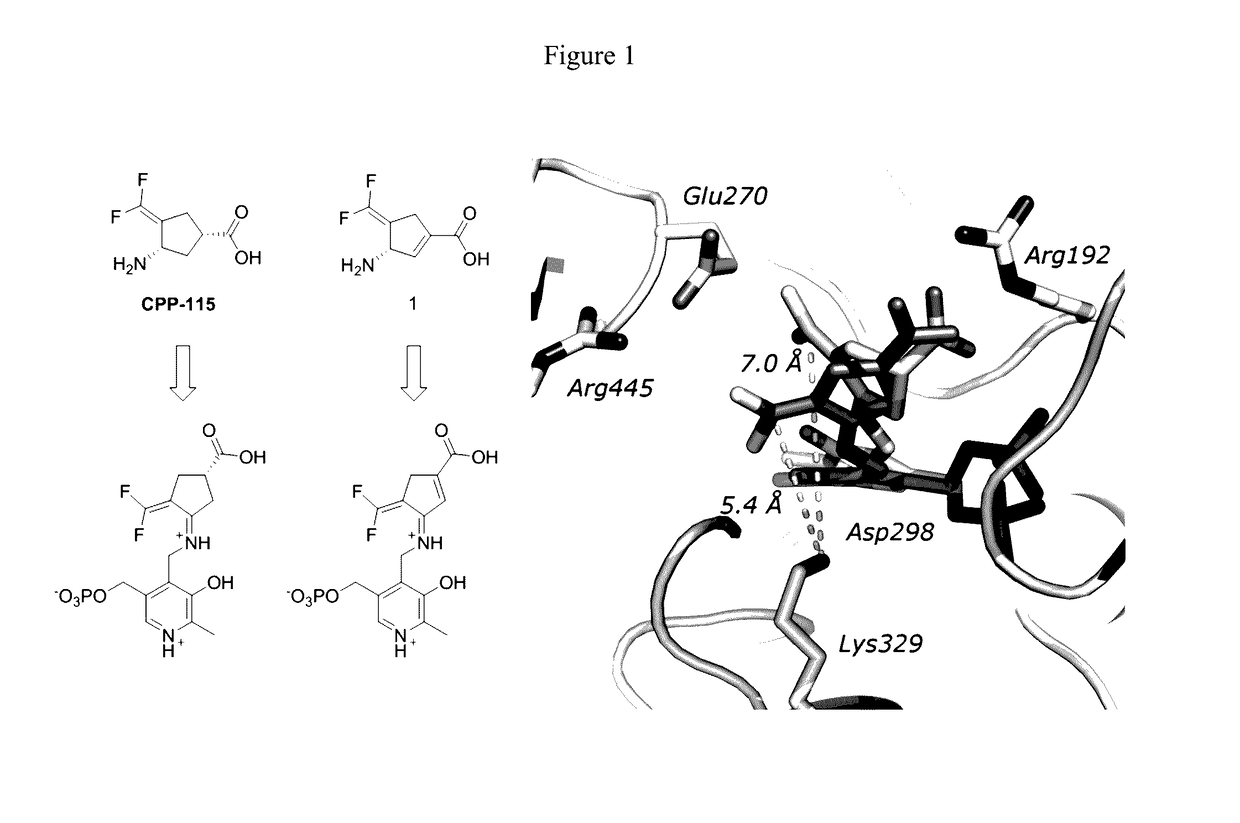 (S)-3-amino-4-(difluoromethylenyl)cyclopent-1-ene-1-carboxylic acid, and related compounds as GABA aminotransferase inactivators for the treatment of epilepsy, addiction and hepatocellular carcinoma