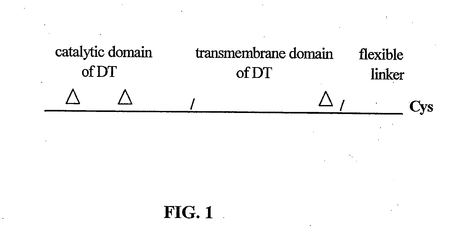 Diphtheria toxin variant