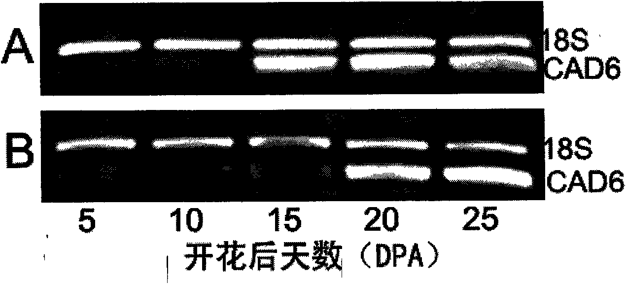 Gene for identifying quality of cotton fiber according to relative expression value