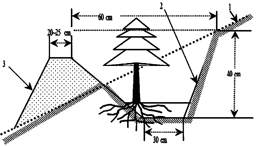 Method for improving afforestation survival rate by water collecting, water retention and water replenishing