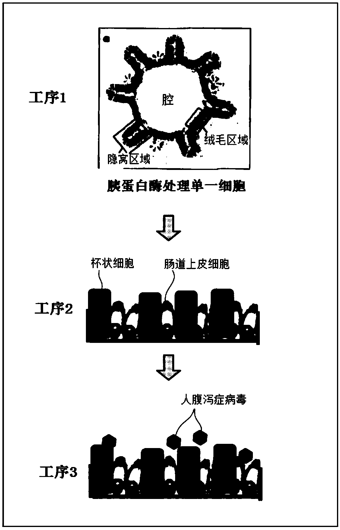 2d organoid for infection and culture of human diarrhea virus, and use of said 2d organoid