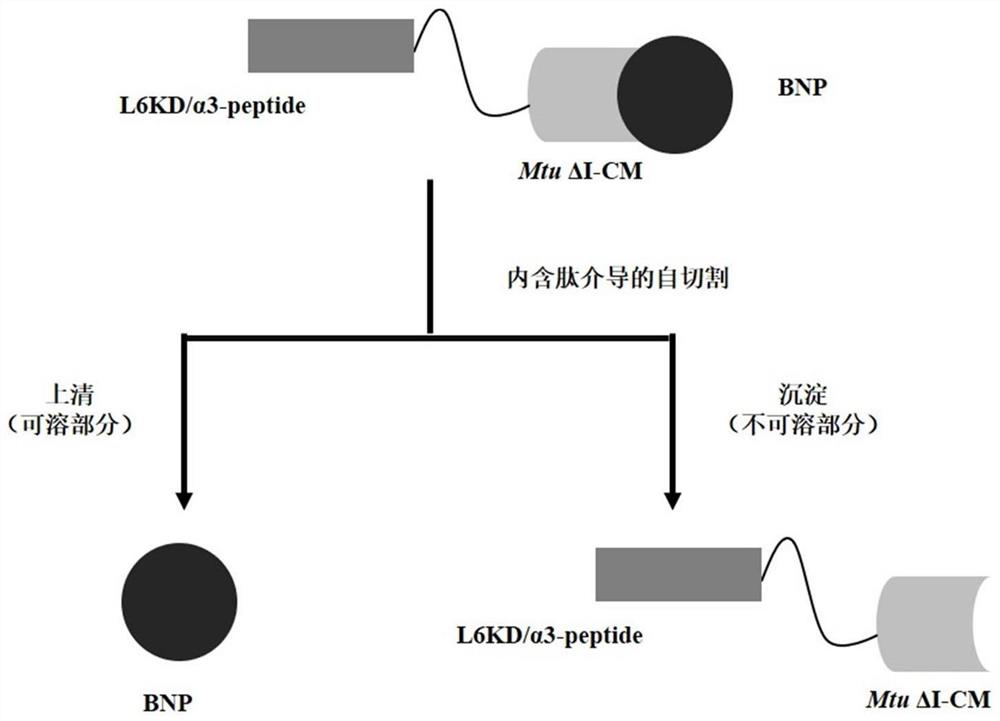 Production and purification method and application of disulfide bond-containing polypeptide human brain natriuretic peptide hBNP