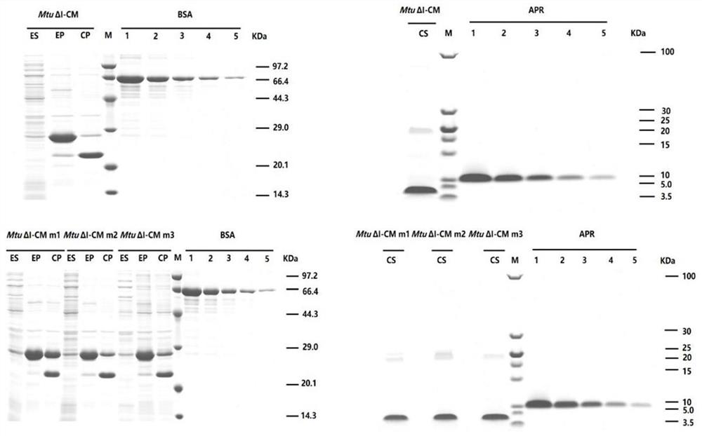 Production and purification method and application of disulfide bond-containing polypeptide human brain natriuretic peptide hBNP