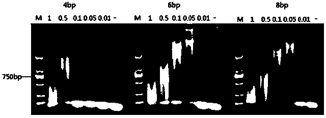 Kit and method for detecting microRNA (ribonucleic acid)-122