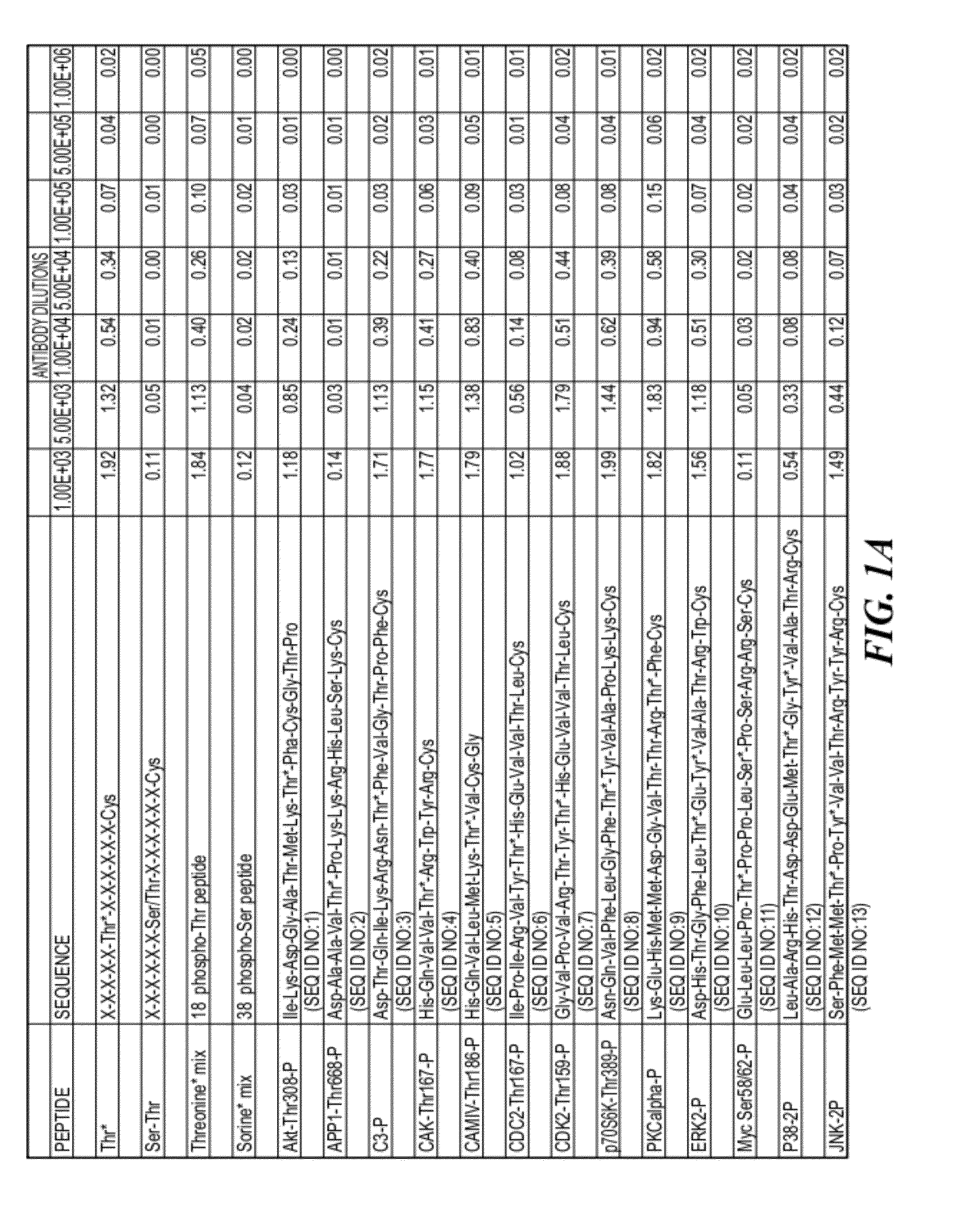 Motif-Specific and Context-Independent Antibodies That Specifically Bind to a Cleaved Caspase Motif or a Sumoylated Lysine-Containing Motif