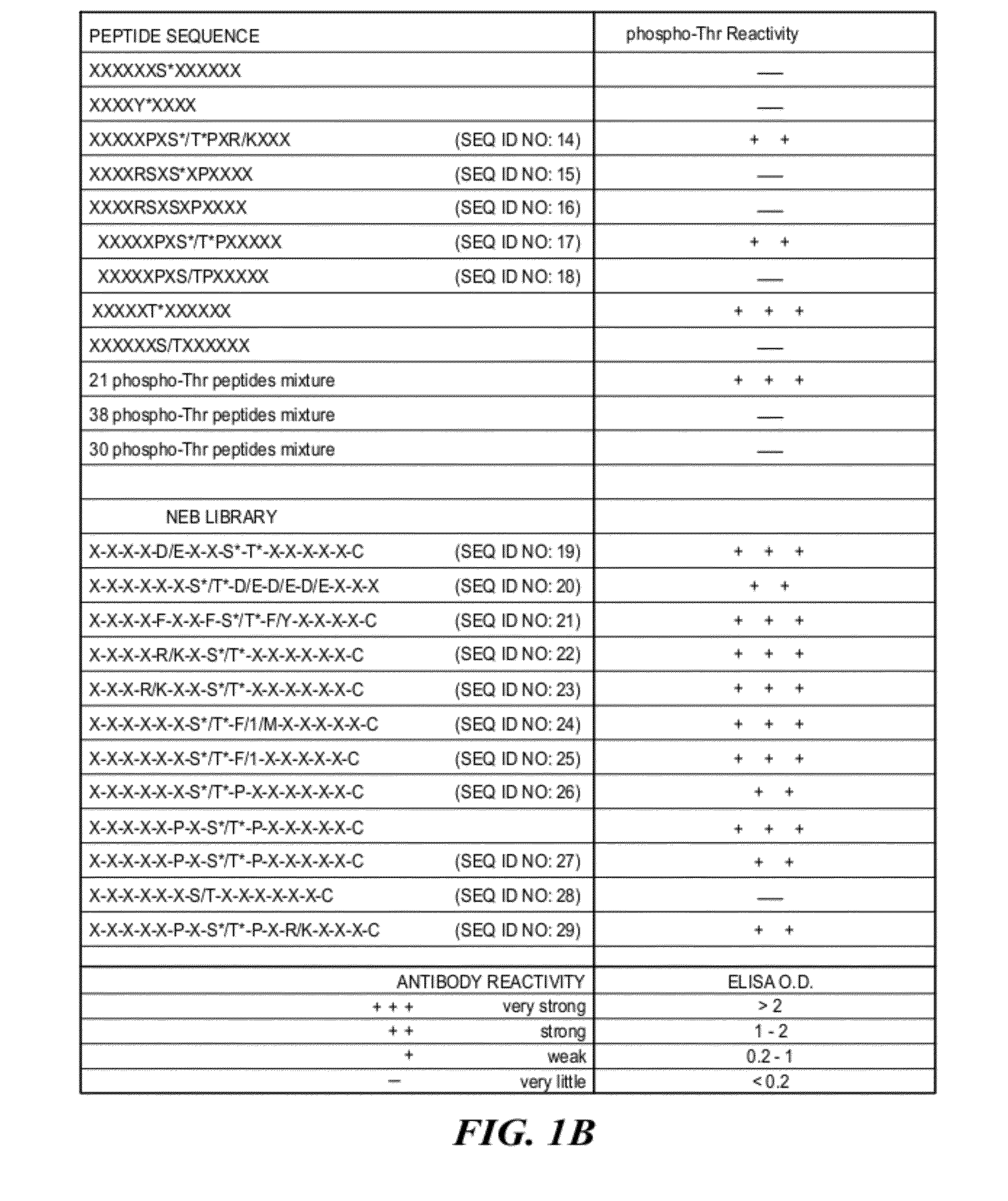 Motif-Specific and Context-Independent Antibodies That Specifically Bind to a Cleaved Caspase Motif or a Sumoylated Lysine-Containing Motif