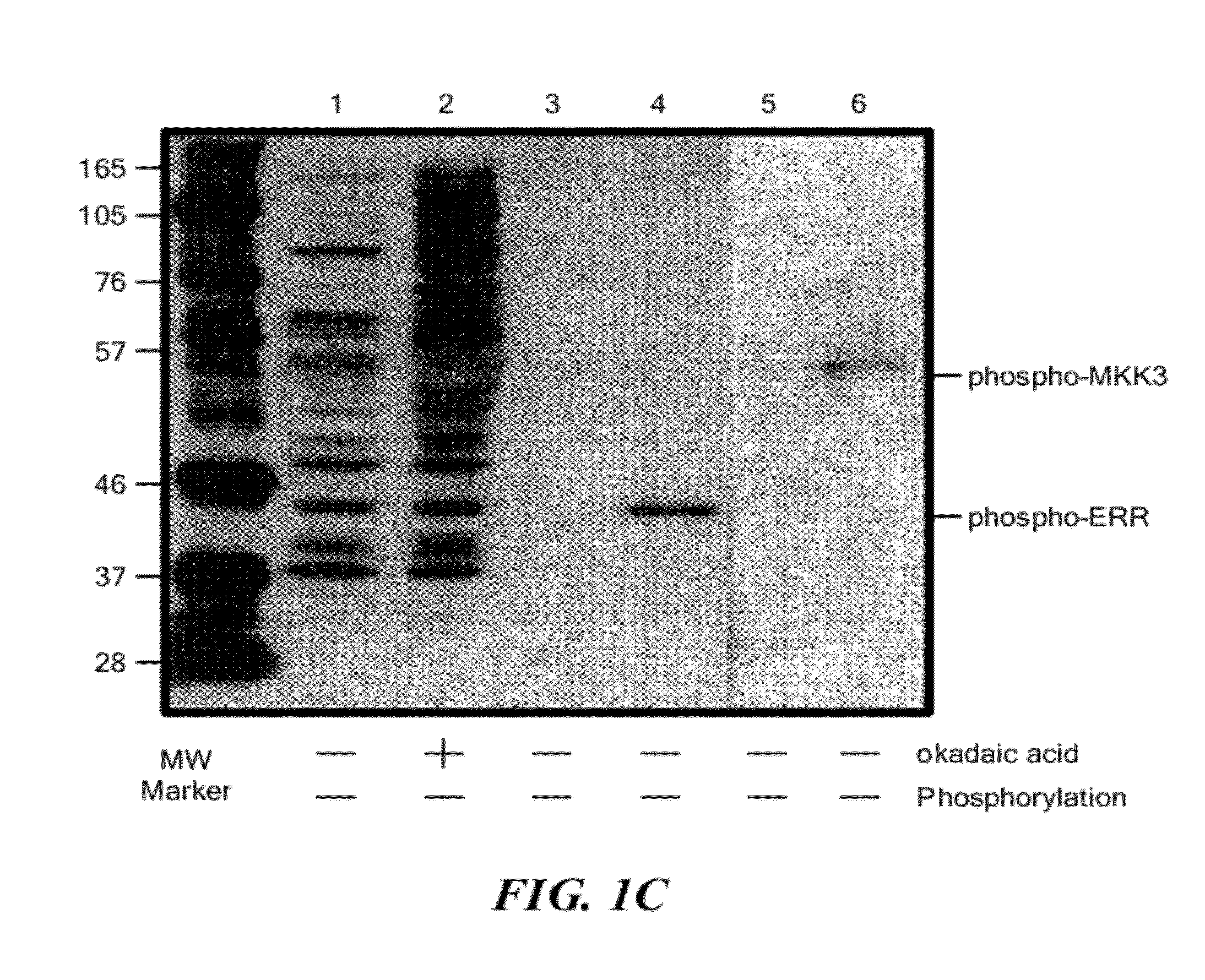 Motif-Specific and Context-Independent Antibodies That Specifically Bind to a Cleaved Caspase Motif or a Sumoylated Lysine-Containing Motif