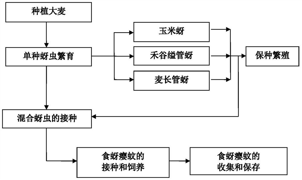 Method for feeding aphidoletes aphidimyza by utilizing mixed population of various aphids on barley