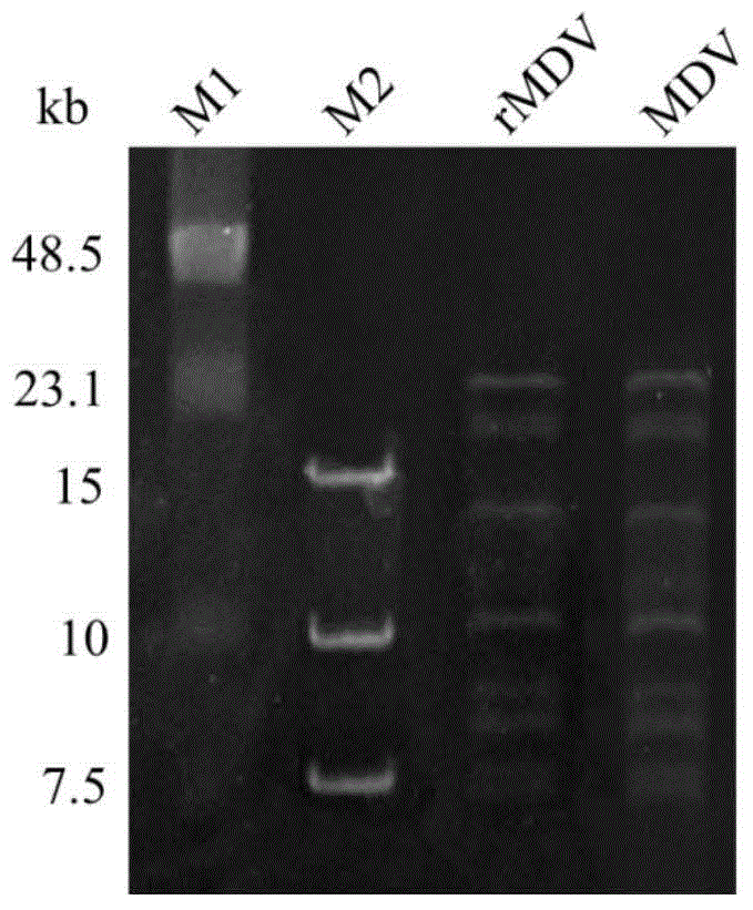 Marek's disease virus infectivity recombinant cloning system, and construction method and application thereof