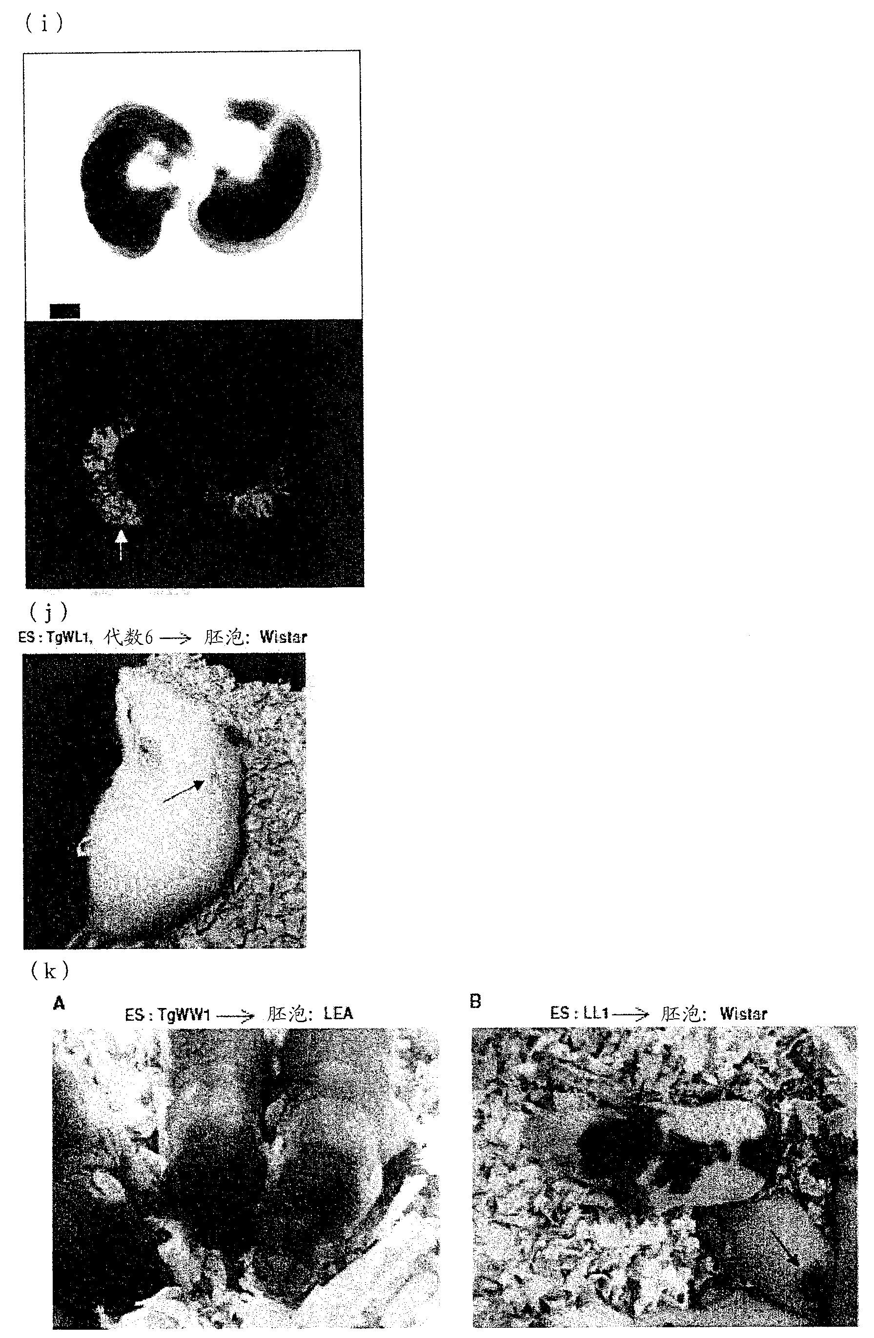 Method for constructing chimeric rat using rat embryonic stem cells