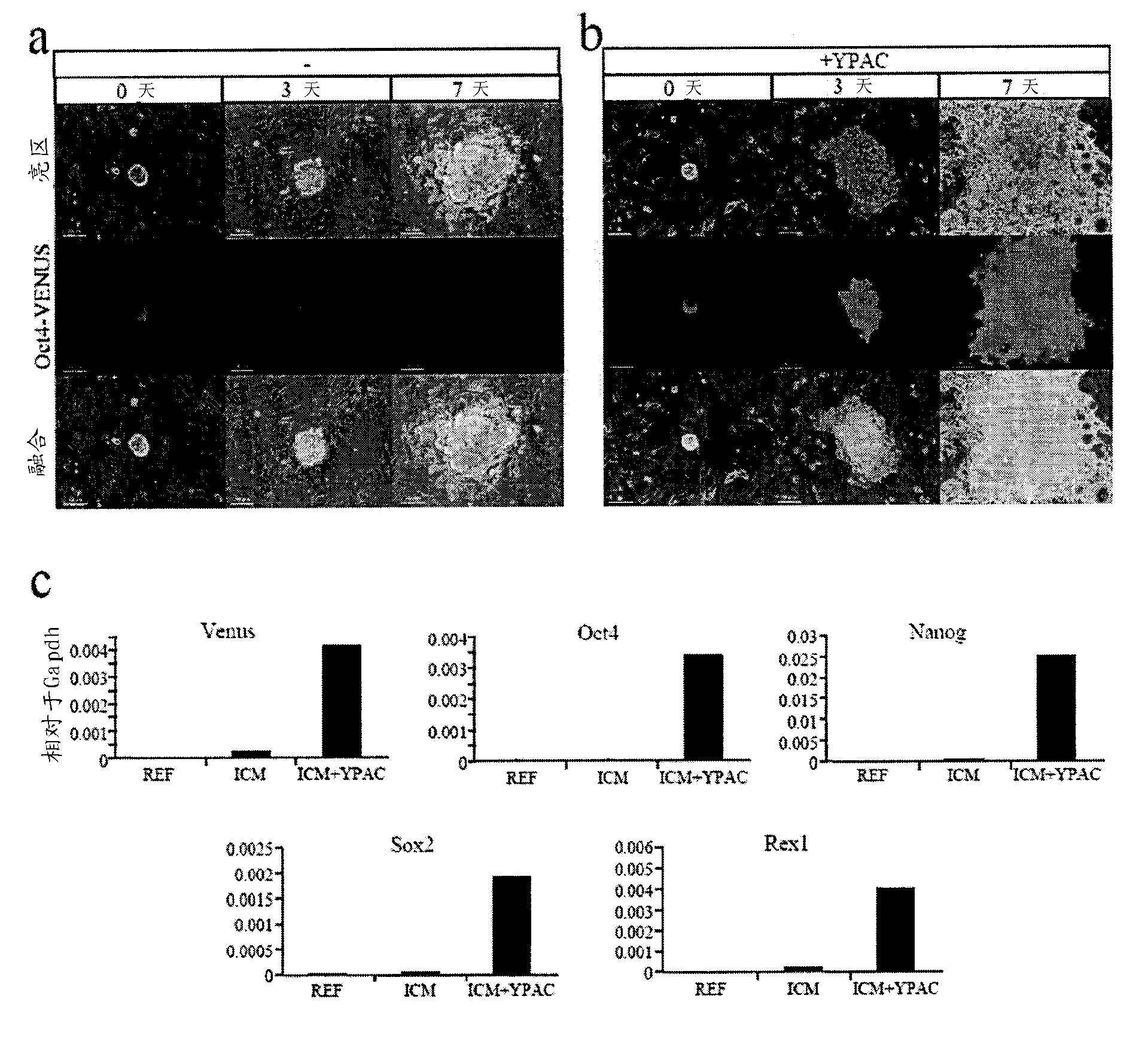 Method for constructing chimeric rat using rat embryonic stem cells