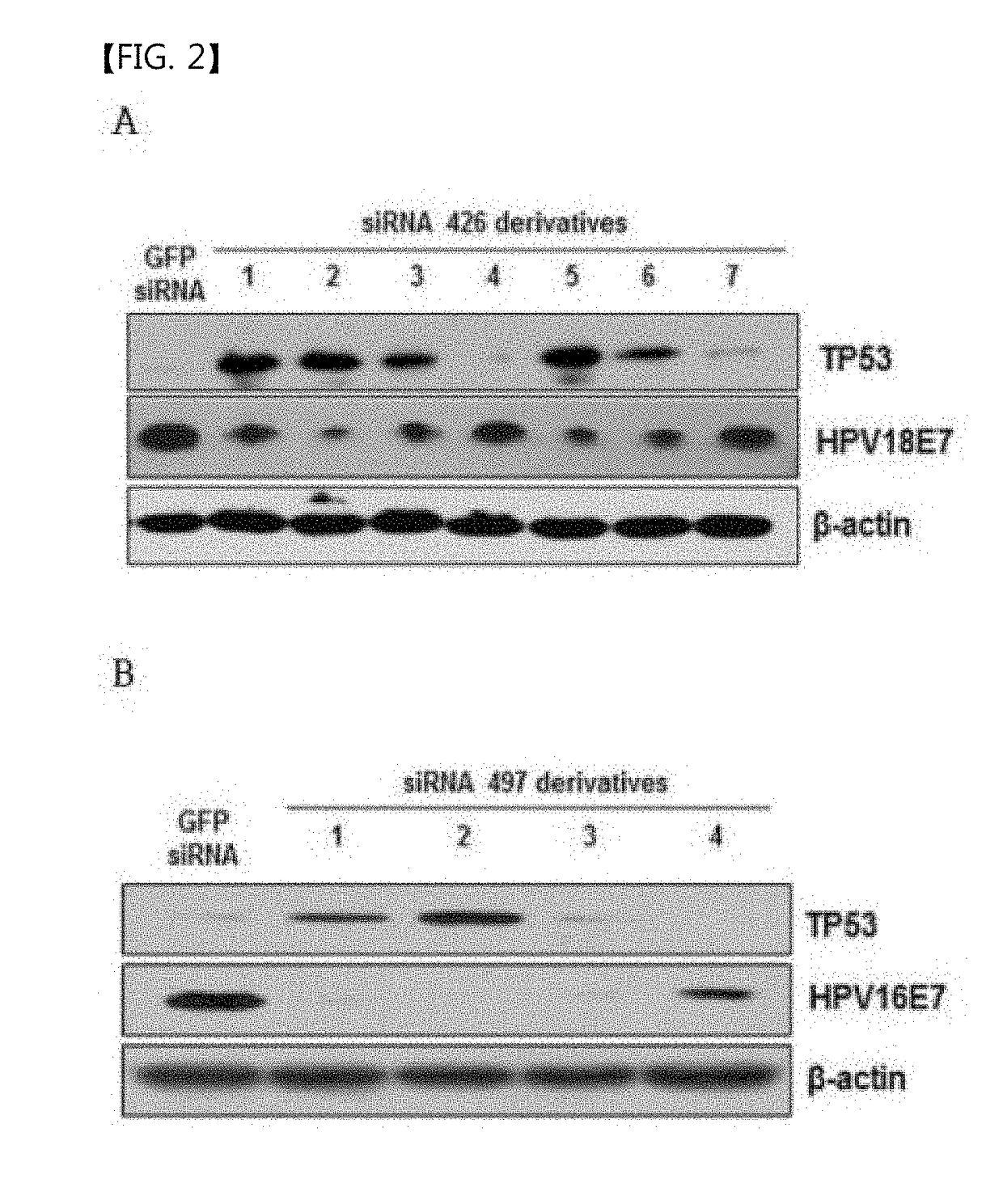 Composition for cancer cell sensitization containing as active ingredient substance inhibiting expression of oncogene of HPV virus