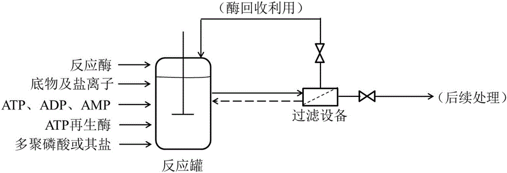 Method for regenerating ATP (adenosine triphosphate) by enzyme process and application thereof