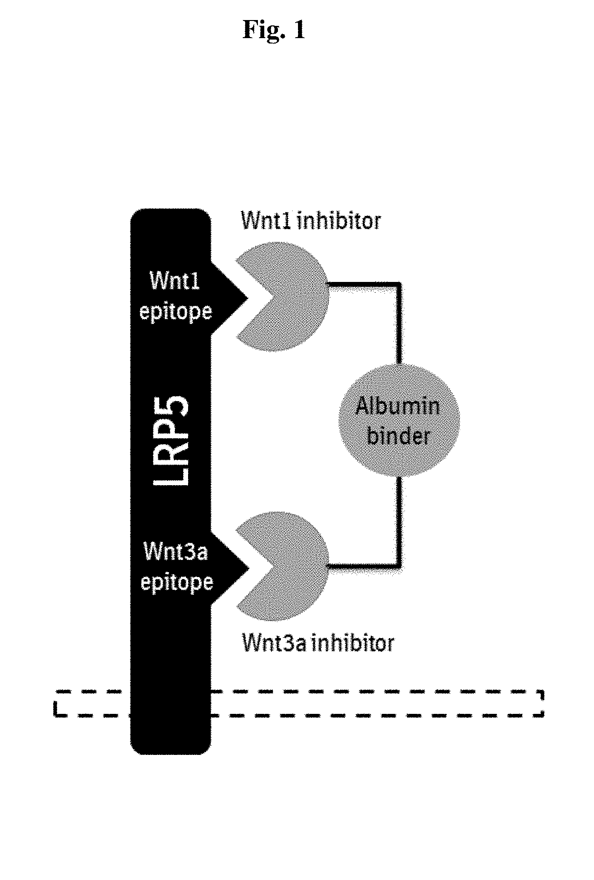 Polypeptides antagonizing wnt signaling in tumor cells