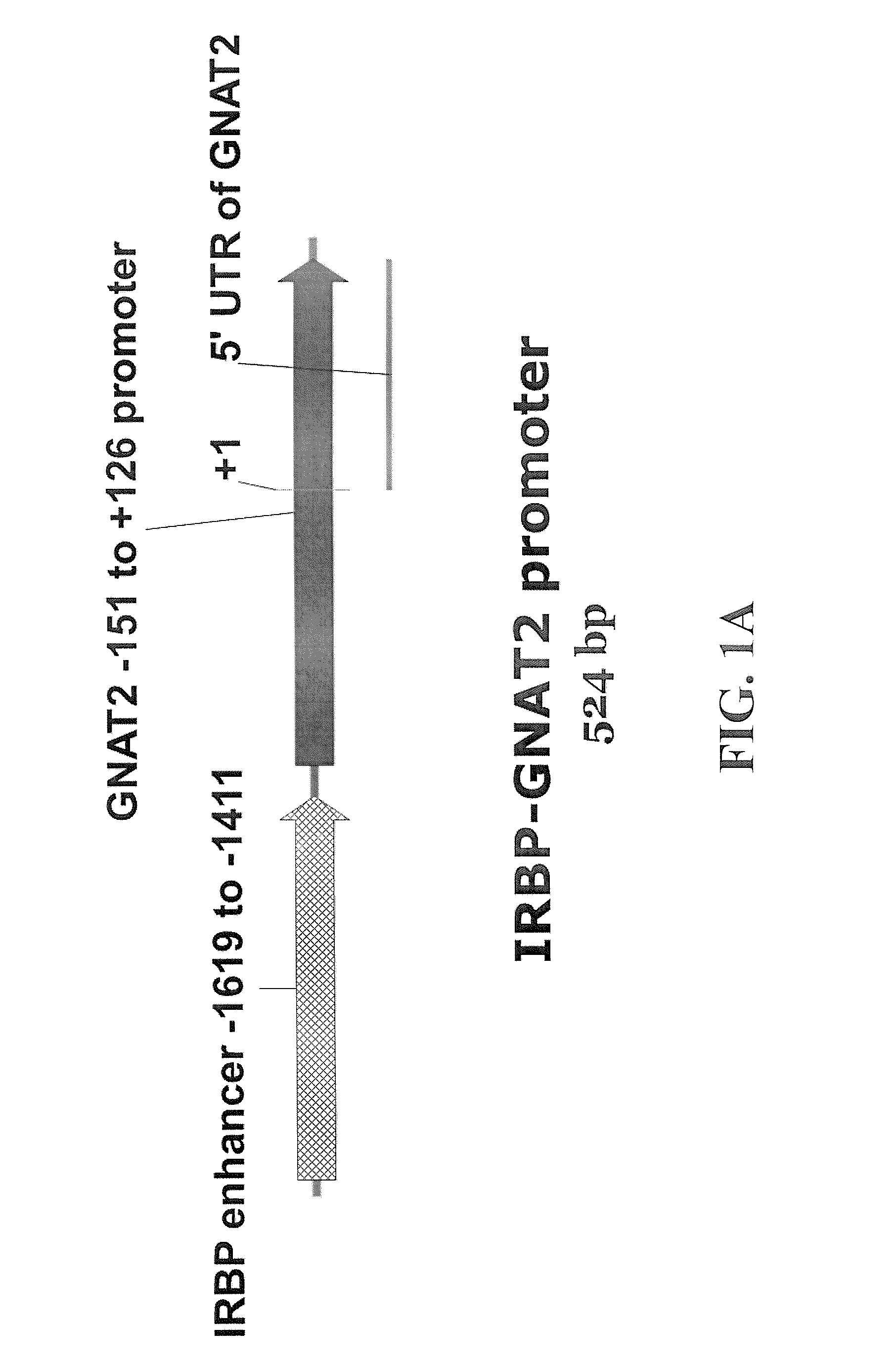 Chimeric promoter for cone photoreceptor targeted gene therapy