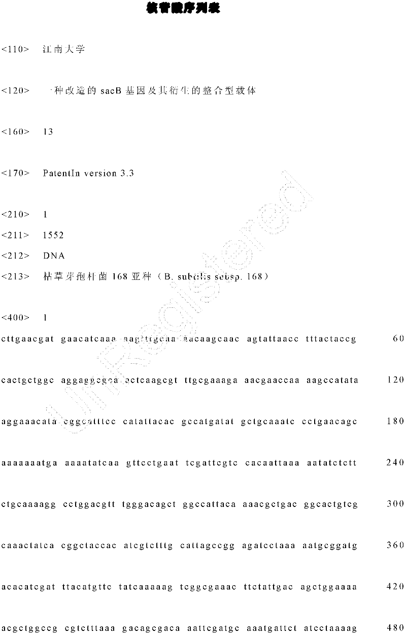 Modified sacB gene and derived integrated vector thereof