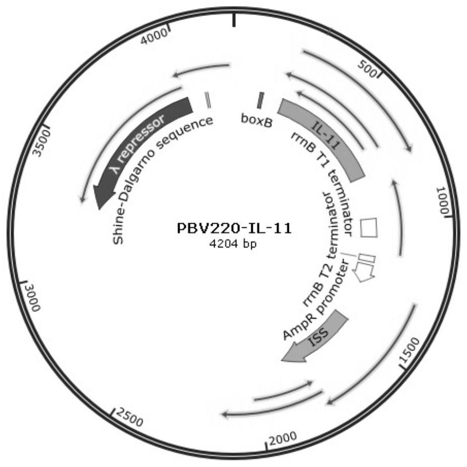 Fusion-tag-free rhIL-11 and soluble expression and efficient purification method of mutant of fusion-tag-free rhIL-11