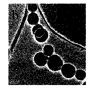 Inorganic silica/organic nano-particle core-shell structure preparation method