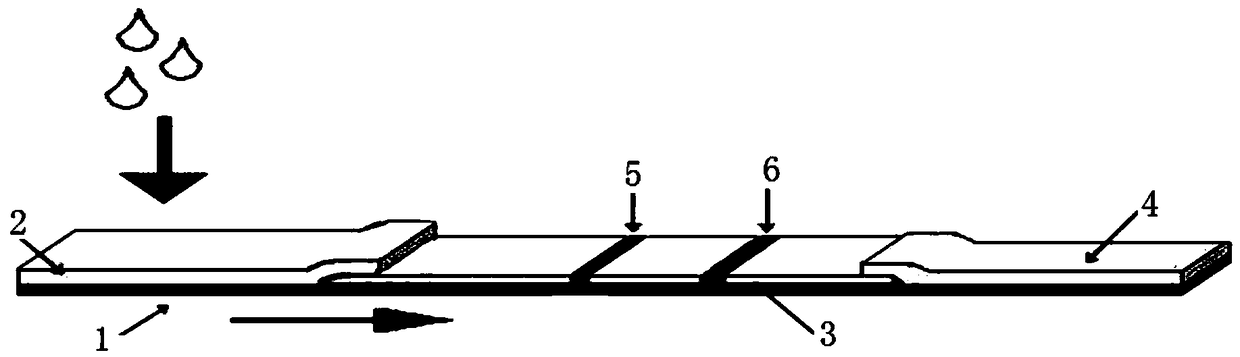 Quantitative rapid deoxynivalenol detection card and detection method thereof