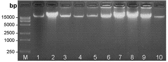 Method for efficiently extracting tropical plant DNA